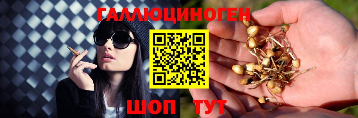 Псилоцибиновые грибы Psilocybine cubensis  Фролово 